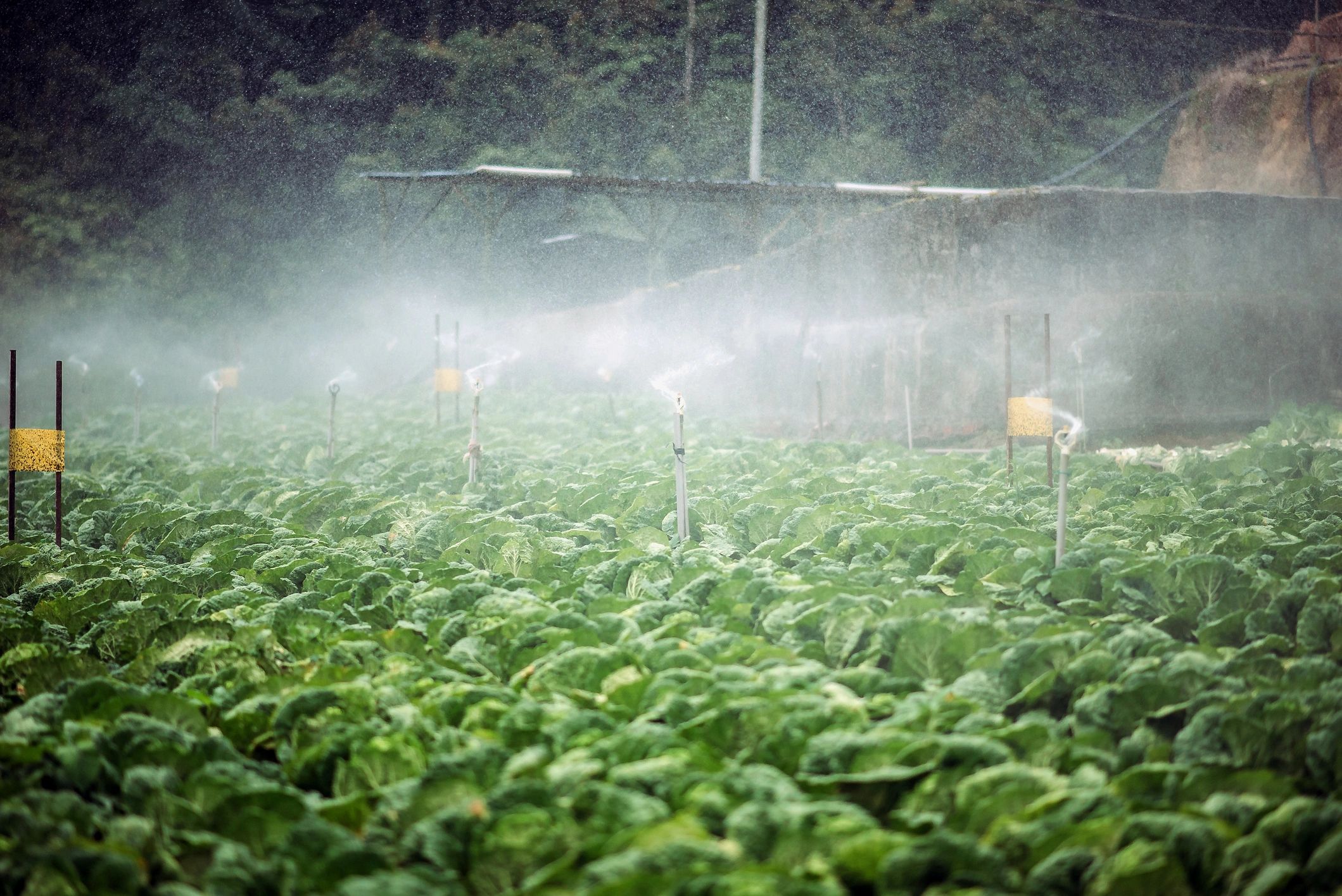 Automated irrigation equipment operating in a vegetable field