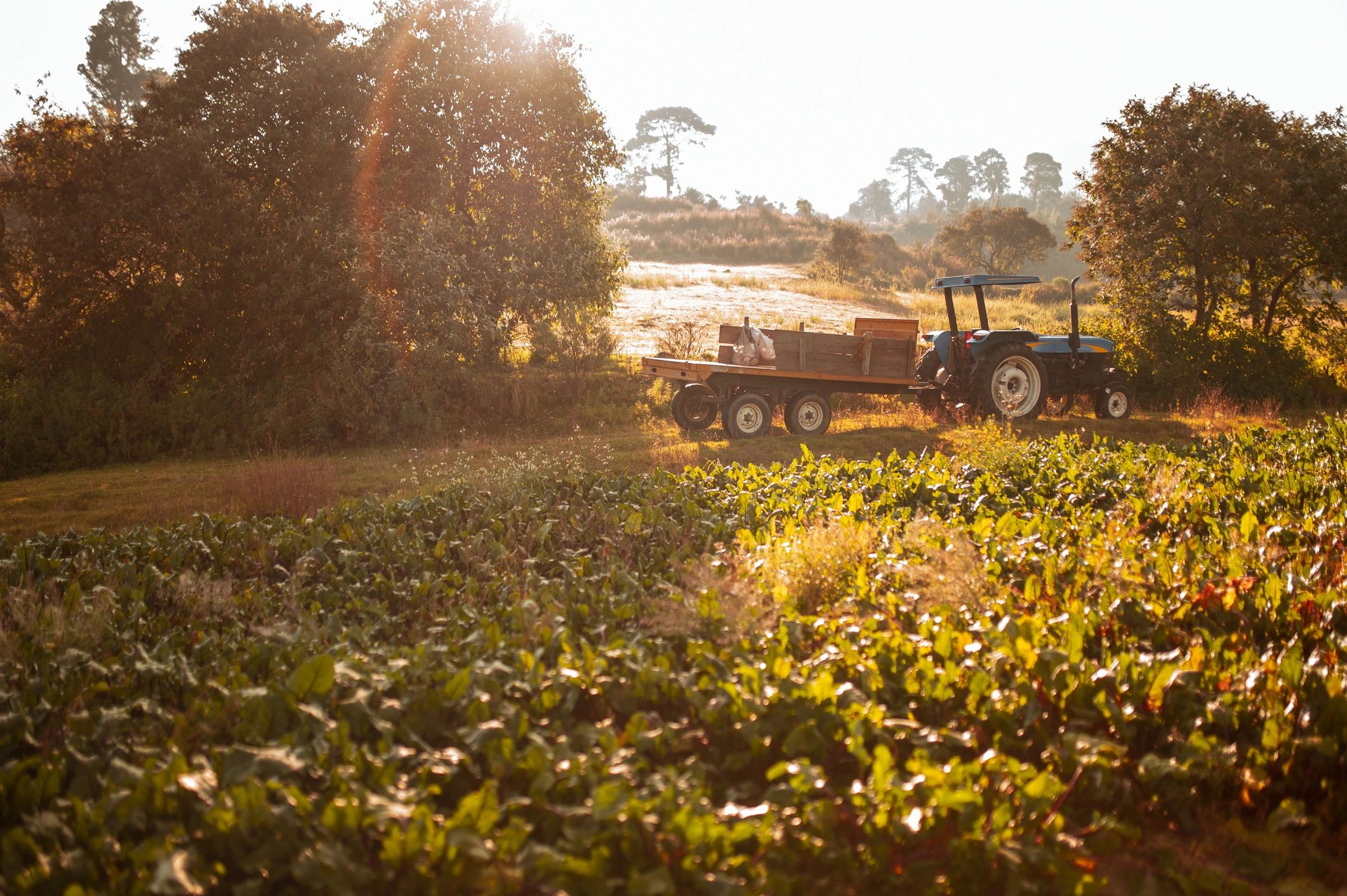 Sunrise over sustainable farmland