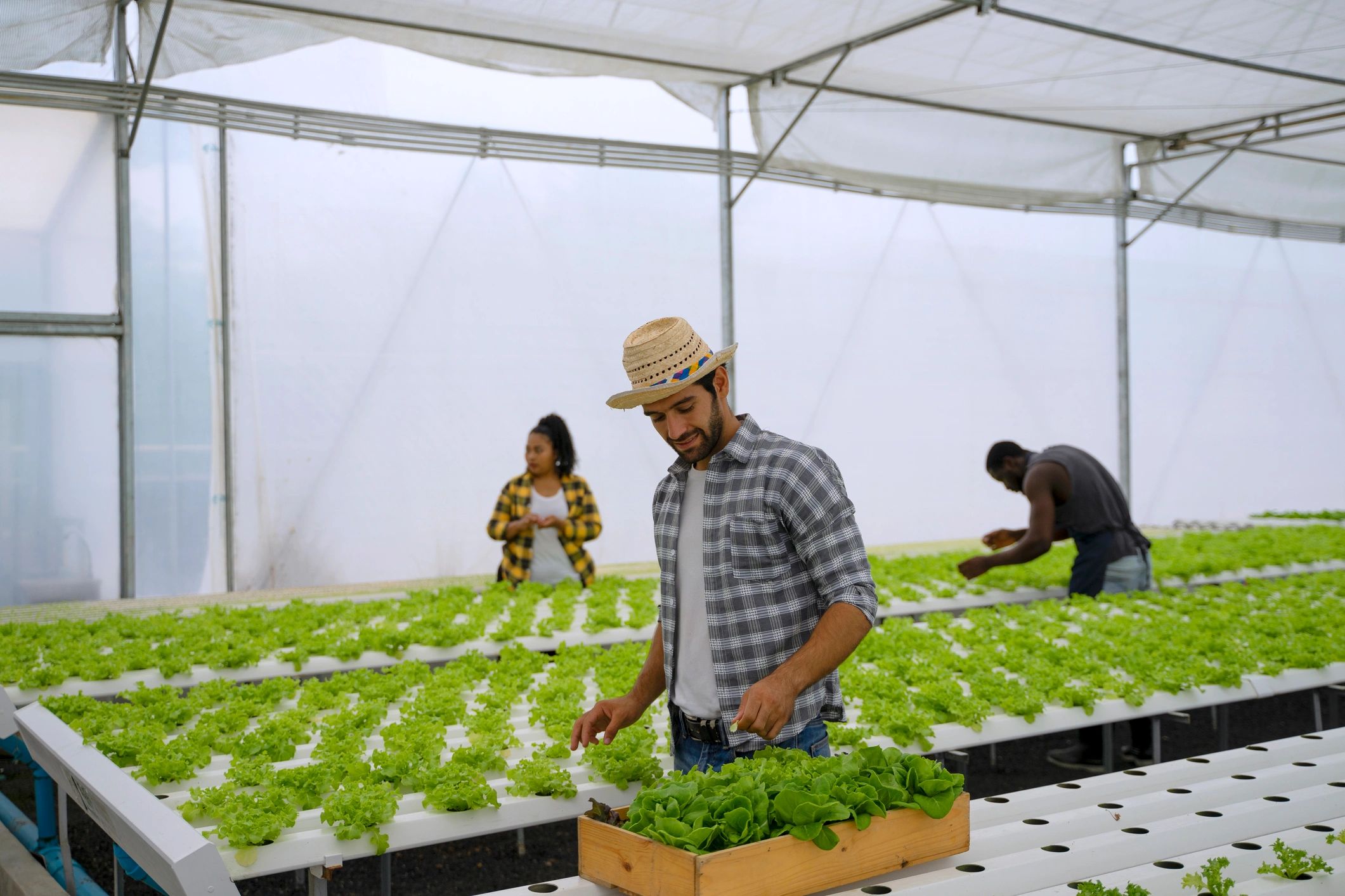 Agricultural professional working among crops in a modern greenhouse