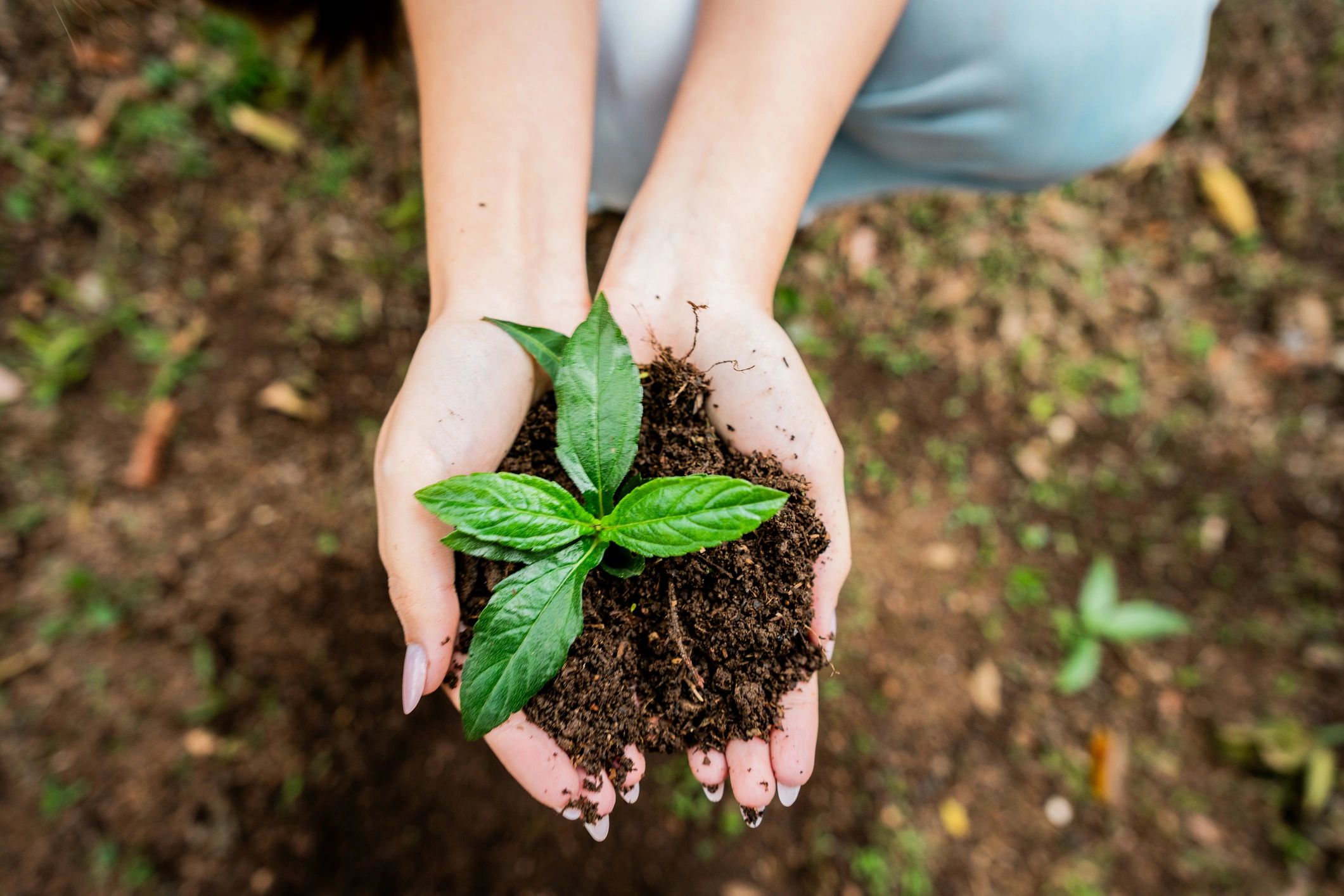 Hands holding a young plant to represent soil health and regeneration