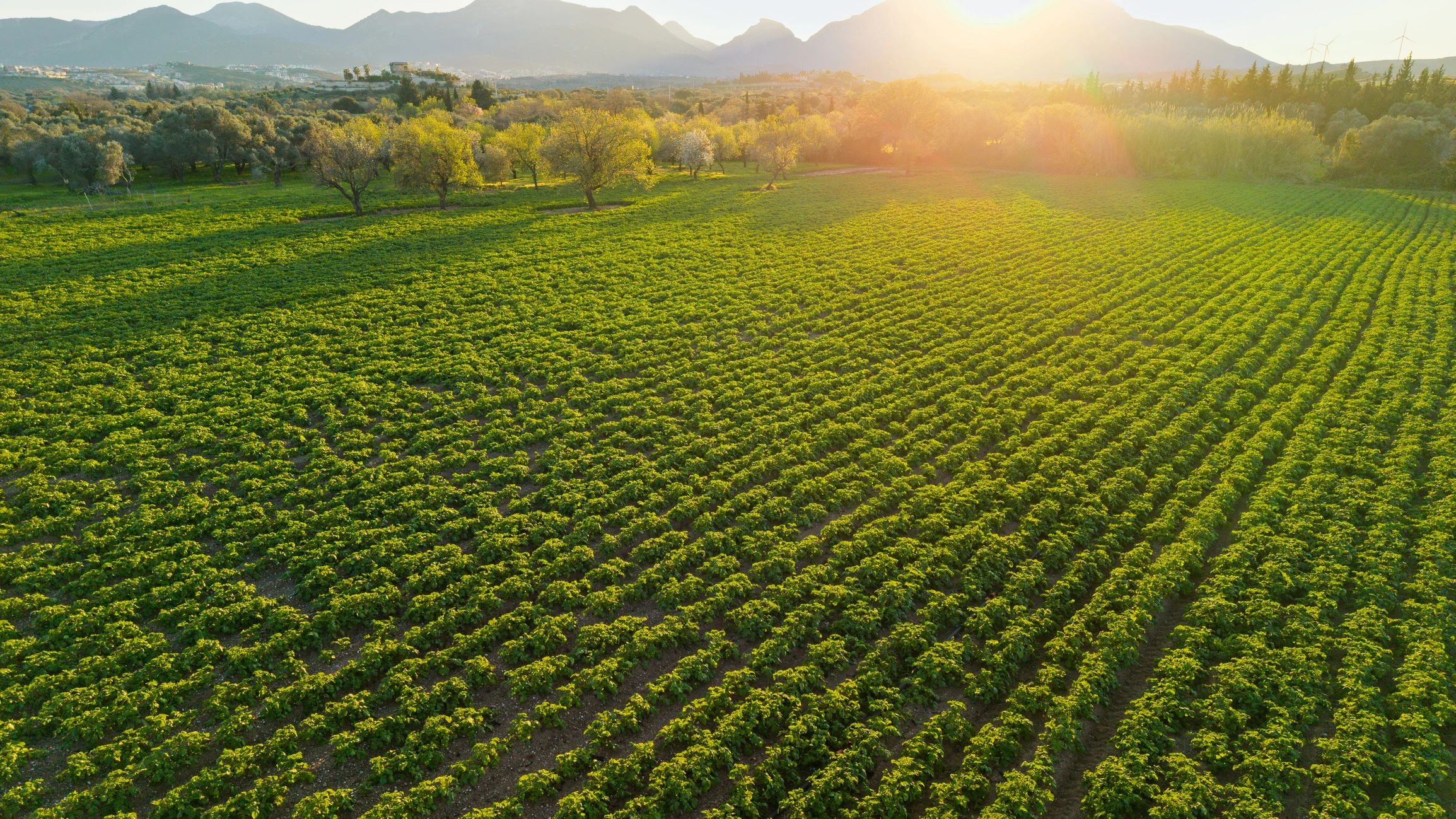 Aerial view of productive crop fields at sunset