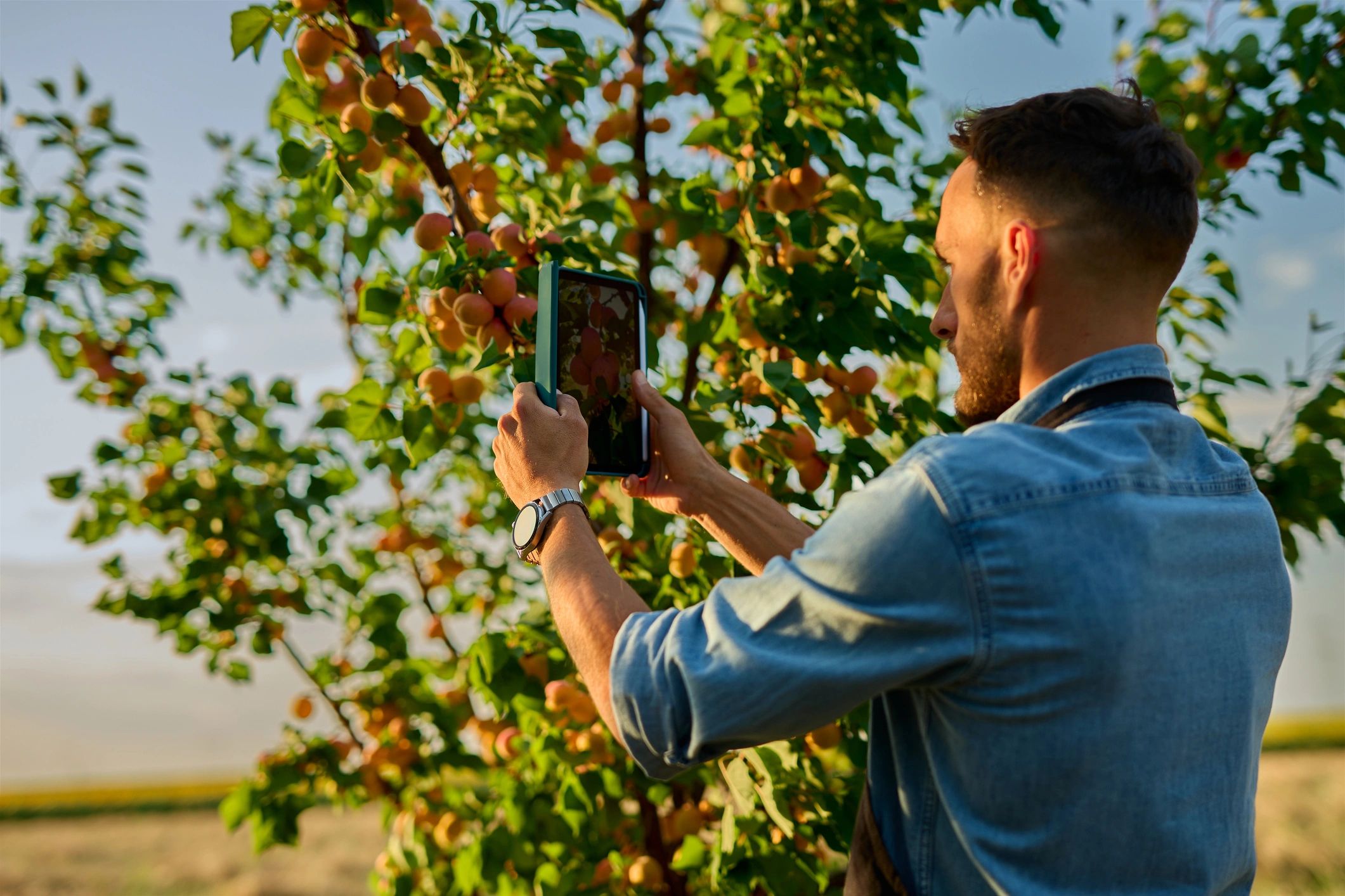 Farmer using a tablet to manage orchard crops